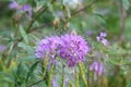 Rocky Mountain bee-weed, Cleome serrulata, flowers and seedpods Royalty Free Stock Photo